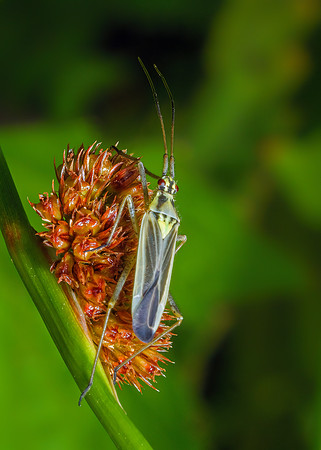 Meadow Plant Bug - Leptopterna dolabrata, Chaddesley Wood, June 2020