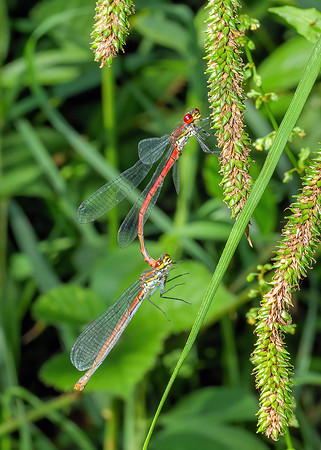 Large Red Damselfies - Pyrrhosoma nymphula, Trench Wood, June 2020