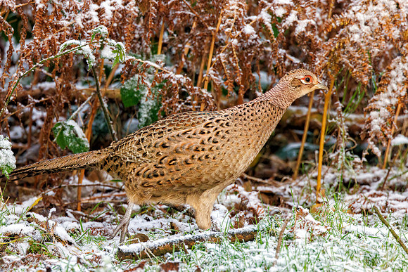 Common Pheasant - Phasianus colchicus, Warwickshire, 29 November 2021