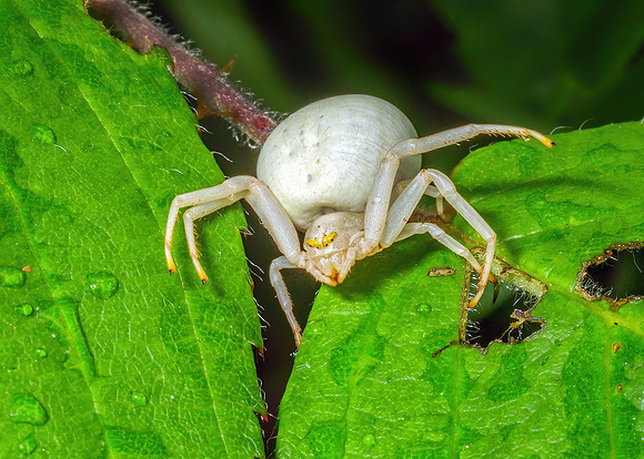 White Crab Spider - Misumena vatia, Monkwood, July 2020
