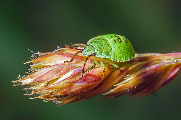Common Green Shieldbug  - Palomena prasina, Monkwood, July 2020