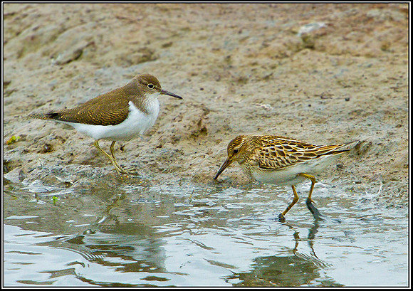 Pectoral Sandpiper, Upton Warren Flashes, 24 September 2010