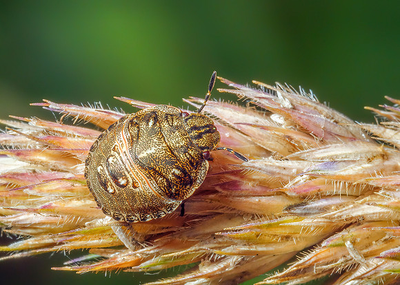 Tortosie Bug - Eurygaster testudinaria , Monkwood,  July 2020