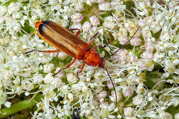 Common Red Soldier Beetle - Rhagonycha fulva, Monkwood, July 2020