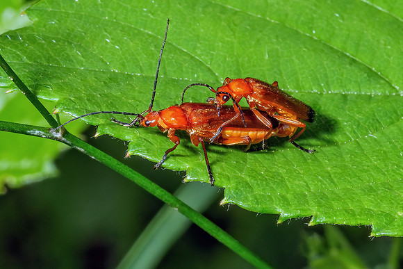 Common Red Soldier Beetles - Rhagonycha fulva, Monkwood, July 2020