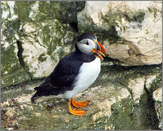 Puffin (Fratercula arctica), Bempton Cliffs, June 2014