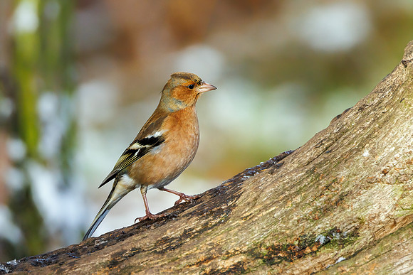 Common Chaffinch - Fringilla coelebs, Warwickshire, November 2021