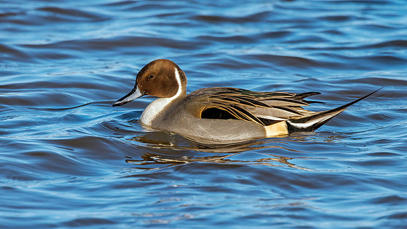 Northern Pintail - Anas acuta,  Slimbridge WWT, December 2021