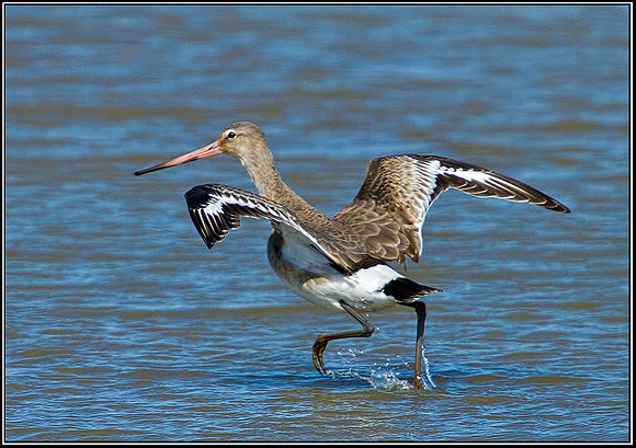 Black-tailed Godwit, Norfolk, April 2012