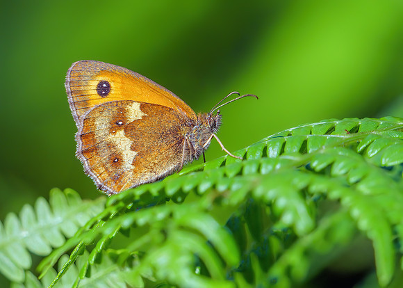 Gatekeeper - Pyronia tithonus, Monkwood, July 2020