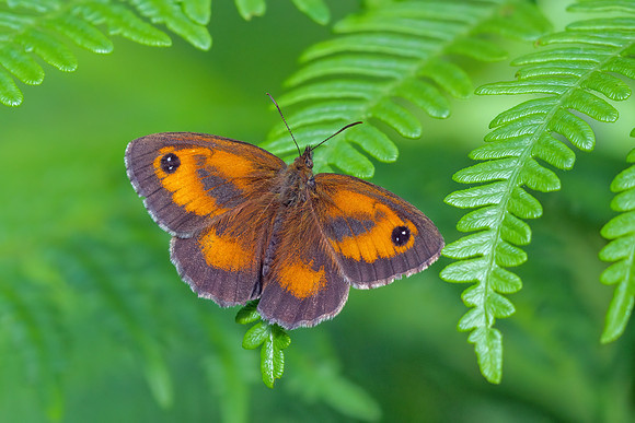 Gatekeeper - Pyronia tithonus Monkwood, July 2020