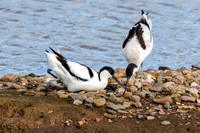 Pied Avocets - Recurvirostra avosetta, Upton Warren, March 2024