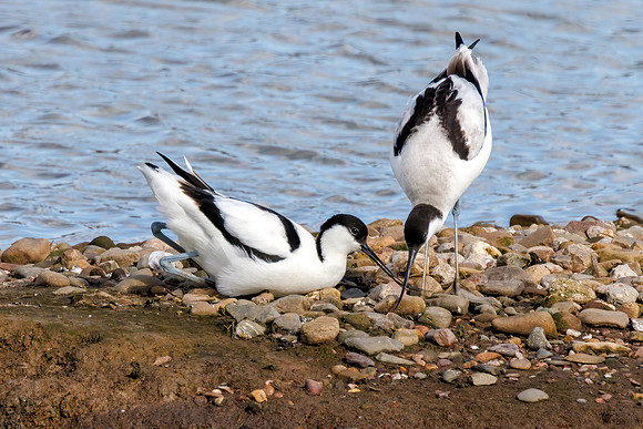 Pied Avocets - Recurvirostra avosetta, Upton Warren, March 2024