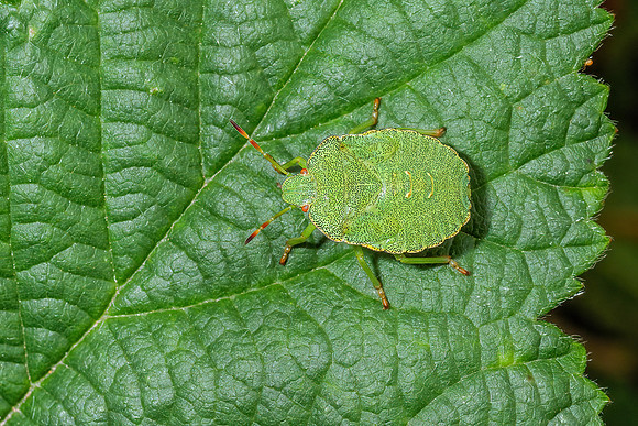 Common Green Shieldbug - Palomena prasina, Chaddesley Wood, July 2020