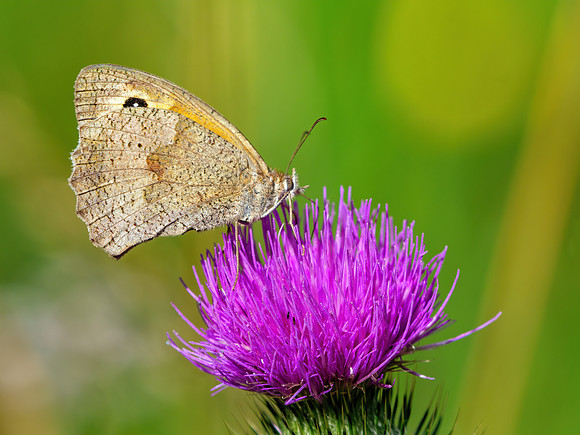 Meadow Brown - Maniola jurtina, Chaddesley Wood July 2020