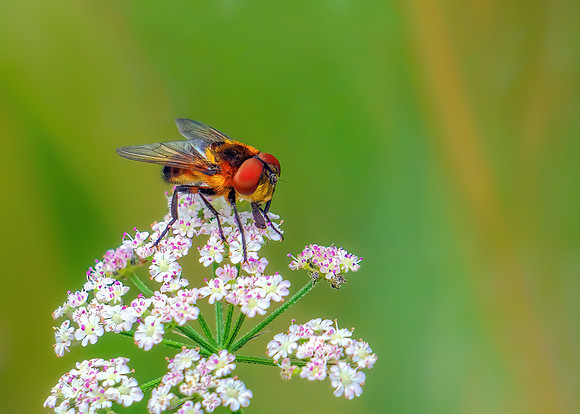 Tachinid Fly - Phasia hemiptera, Chaddesley Wood, July 2020