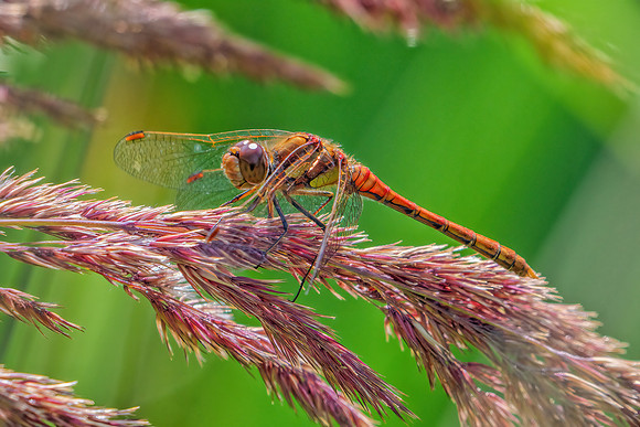 Common Darter - Sympetrum striolatum, Monkwood, July 2020