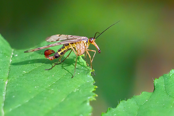 Scorpion Fly - Genus Panorpa, Chaddesley Wood, July 2020