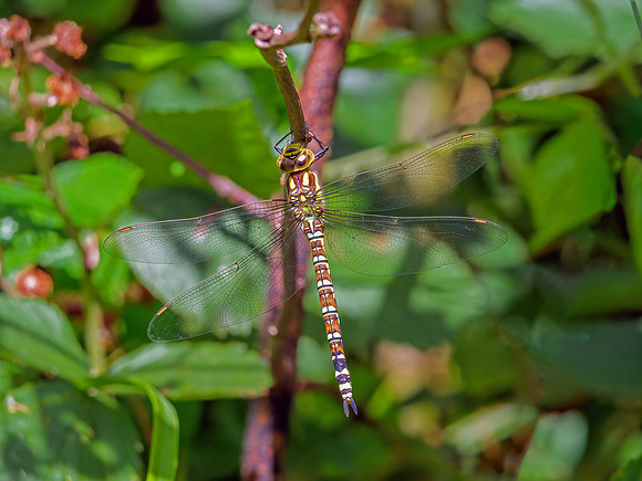 Southern Hawker - Aeshna cyanea, Monkwood, July 2020