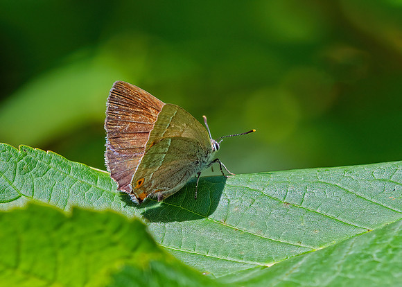 Purple Hairstreak Neozephyrus quercus, Monkwood, August 2020