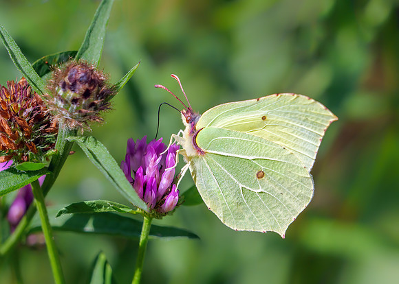 Common Brimstone - Gonepteryx rhamni, Monkwood, August 2020