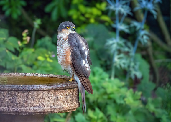 Eurasian Sparrowhawk - Accipiter nisus, Garden, August 2020