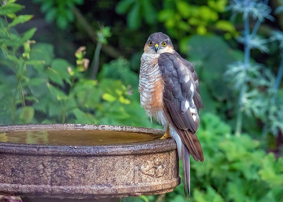 Eurasian Sparrowhawk - Accipiter nisus, Garden, August 2020