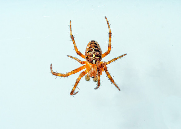 Garden Spider - Araneus diadematus, Garden, August 2020