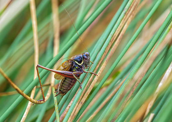 Roesel's Bush-cricket - Metrioptera roeselii, Warwickshire, August 2020