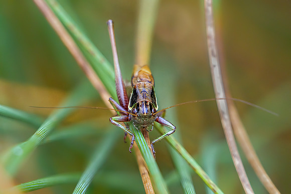 Roesel's Bush-cricket - Metrioptera roeselii, Warwickshire, August 2020