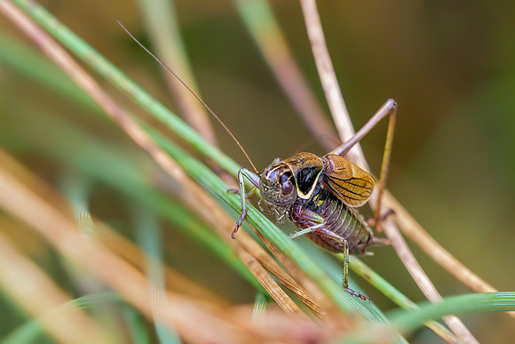 Roesel's Bush-cricket - Metrioptera roeselii, Warwickshire, August 2020