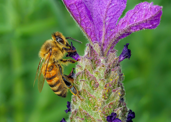 European Honey bee - Apis mellifera, Garden, August 2020