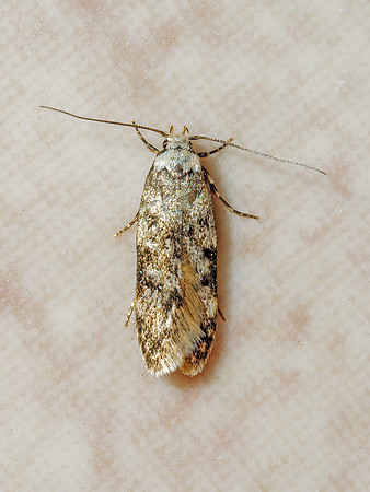 White-shouldered House Moth  - Endrosis sarcitrella, Garden, August 2020