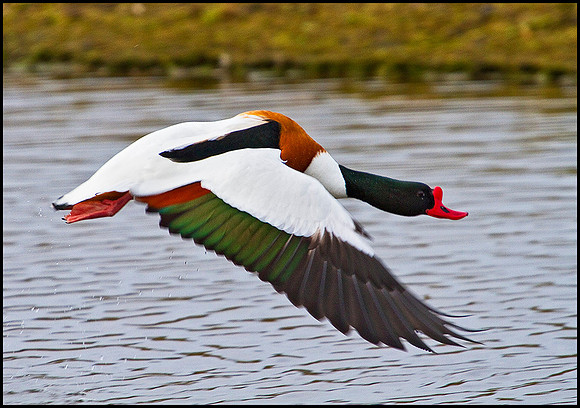 Shelduck, Marsh Lane, 13 February 2010