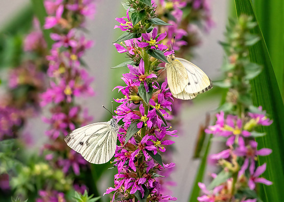 Green-veined Whites - Pieris napi, Charlecote Park, August 2020