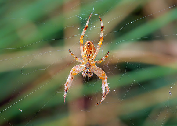 Garden Cross Spider  - Araneus diadematus, Charlecote Park,  August 2020