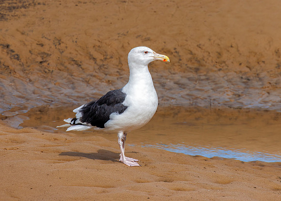 Great Black-backed Gull - Larus marinus, Norfolk, September 2022