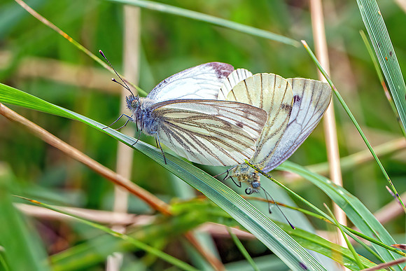 Green-veined Whites - Pieris napi, Charlecote Park, August 2020