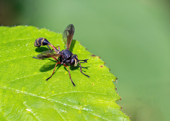 Waisted Beegrabber - Physocephala rufipes, Monkwood, July 2020