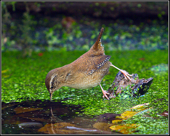 Wren, Warwickshire, 30 November 2011