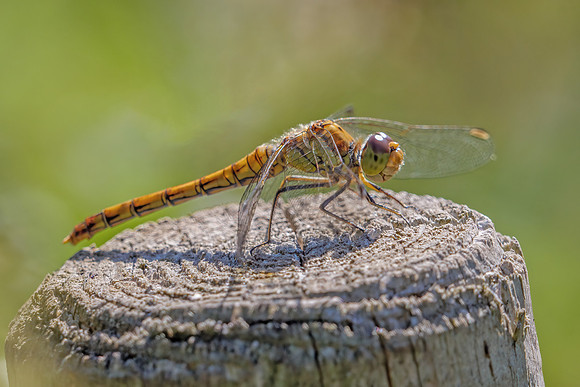 Common Darter - Sympetrum striolatum, Worcestershire, August 2020