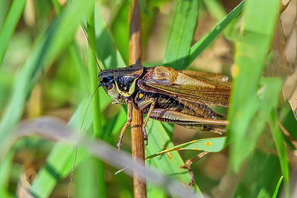 Roesel's Bush-cricket - Roeseliana roeselii f. diluta, Charlecote Park, September 2020
