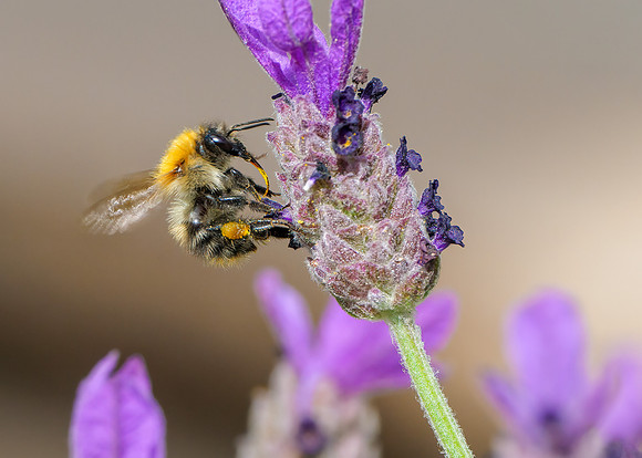 Common Carder Bumblebee - Bombus pascuorum, Garden, September 2020