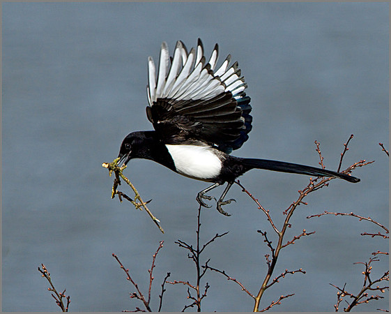 Magpie (Pica pica), Upton Warren NR, March 2014