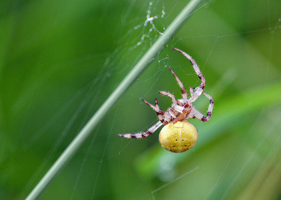 4-spot Orb Weaver - Araneus quadratus, Warwickshire, September 2020