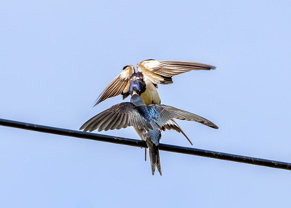 Barn Swallow - Hirundo rustica, Warwickshire, September 2020