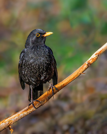 Common Blackbird - Turdus merula, Warwickshire, December 2021