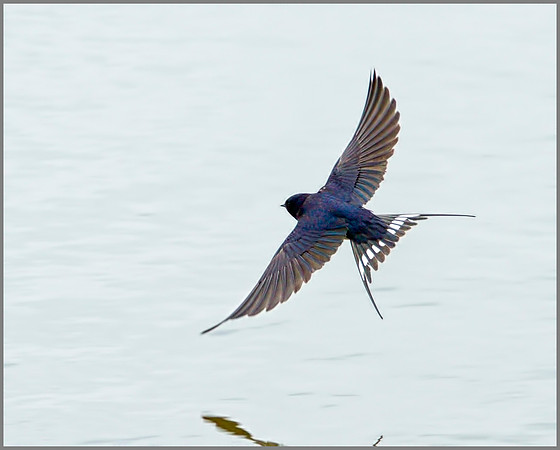Barn Swallow, Upton Warren NR, 07 May 2012