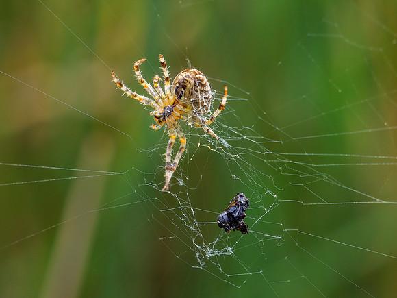 4-spot Orb Weaver - Araneus quadratus, Warwickshire, September 2020