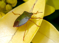 Common Green Shieldbug - Palomena prasina, Garden, March 2024